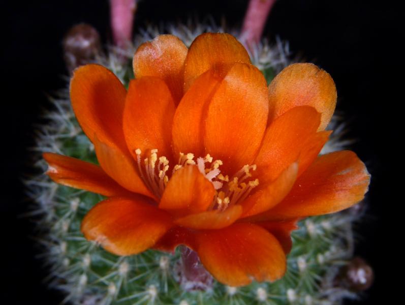 Flower of mother plant